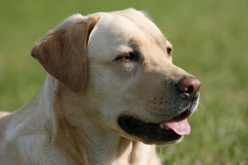 Video vom Laika  2008