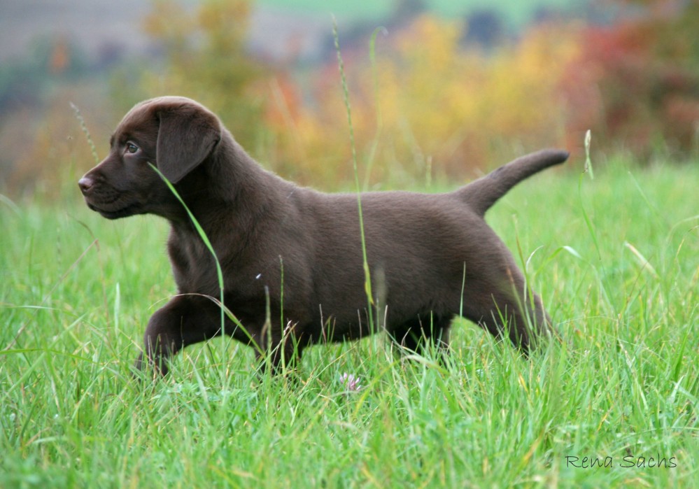 Kimas erste Woche zu Haus